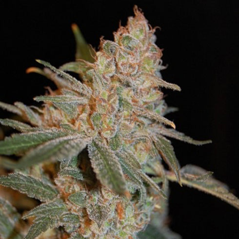 Advanced Seeds - Black Diesel