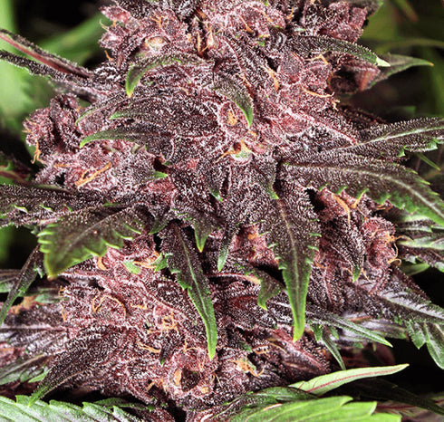 Exotic Seeds - Black Haze Auto