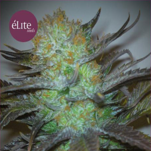 Elite Seeds - Black Hole