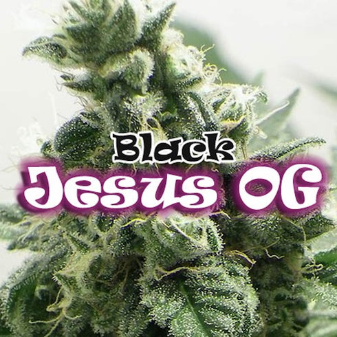 Dr Underground - Black Jesus OG
