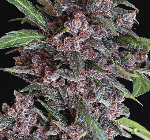 Exotic Seeds - Black Lemon Auto