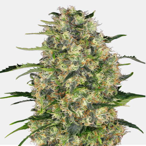 Sensi Seeds - Black Domina