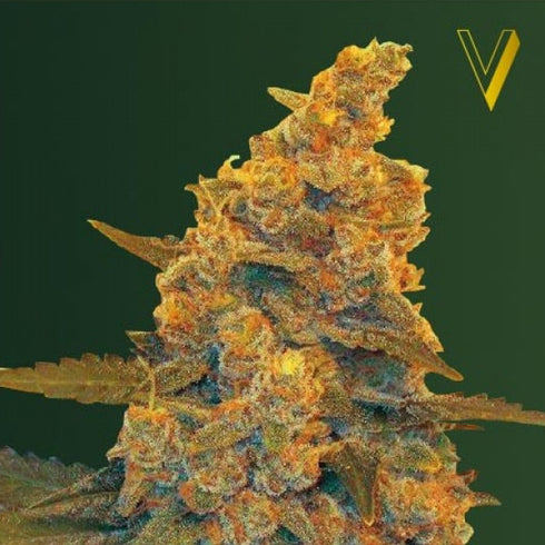 Victory Seeds - Blow Dream Auto