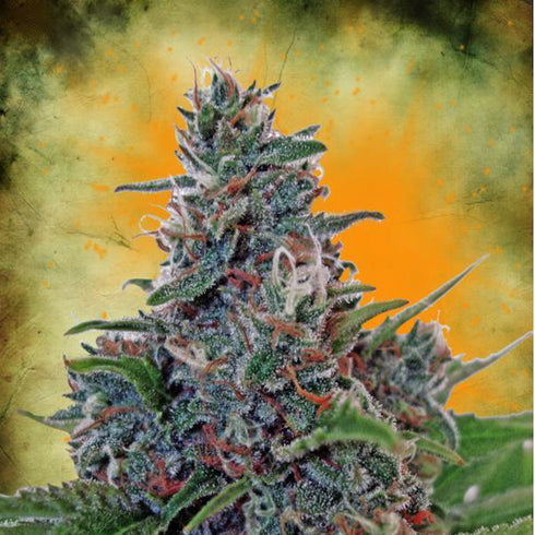 Ministry of Cannabis - Blue Amnesia Auto