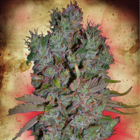 Ministry of Cannabis - Blueberry Domina Auto