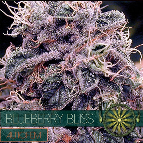 Vision Seeds - Blueberry Bliss Auto