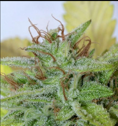 Mamiko Seeds - Blueberry Cookies