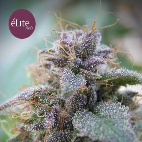 Elite Seeds - Blue Elite Indica