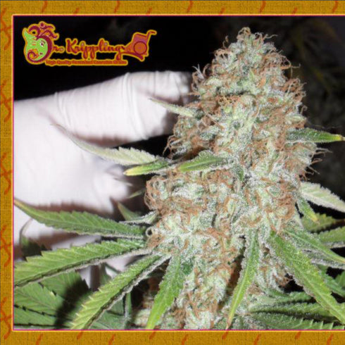 Dr Krippling Seeds - Blue Kripple