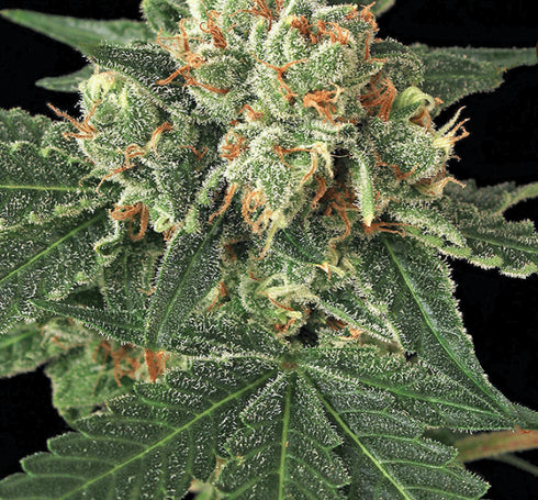 Exotic Seeds - Blue Monkey