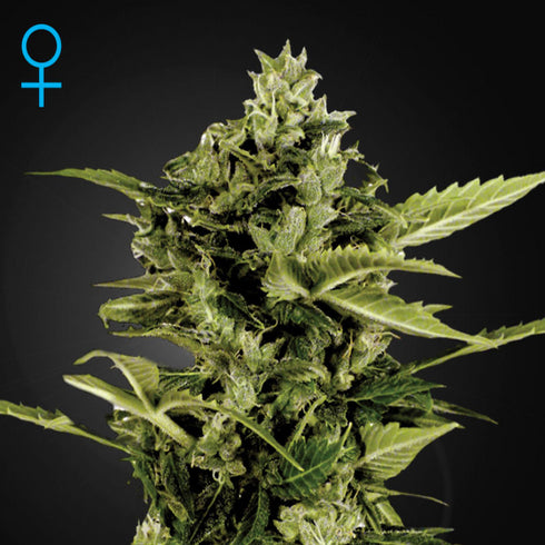 Greenhouse Seed Co. - Bomb Auto