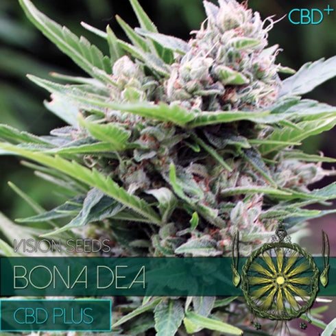 Vision Seeds - Bona Dea CDB+
