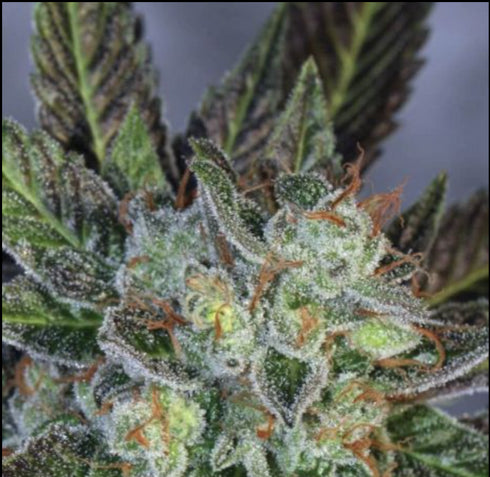 Mamiko Seeds - Boomerang