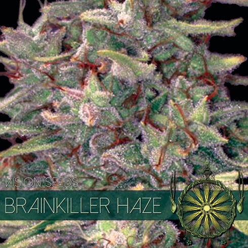 Vision Seeds - Brainkiller Haze