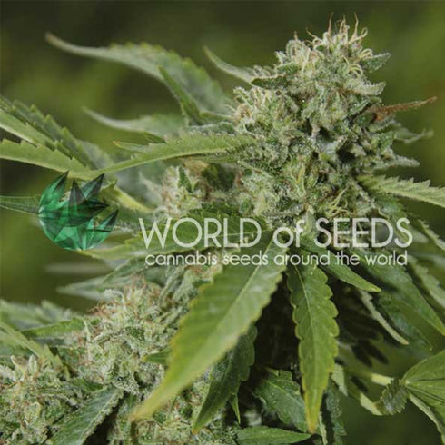 World of Seeds - Brazil Amazonia