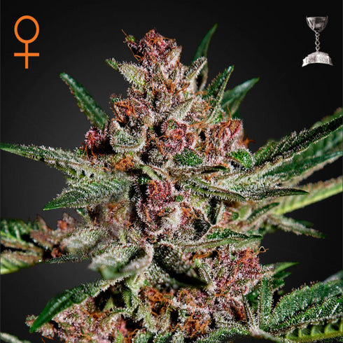 Greenhouse Seed Co. - Bubba Kush