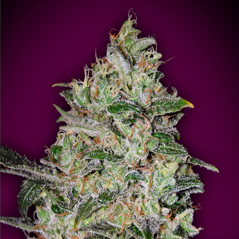 00 Seeds - Bubble Gum Fast