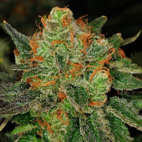 T.H. Seeds - Bubble Gum Auto