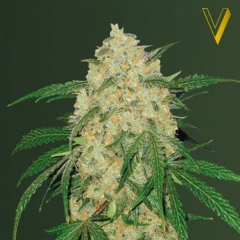 Victory Seeds - Bubblegum + Pro