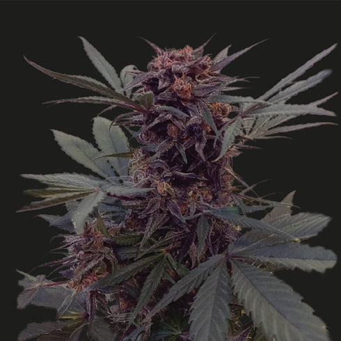 Kalashnikov Seeds - Babushka Black Auto