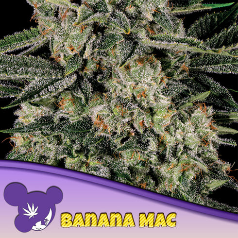 Anesia Seeds - Banana MAC