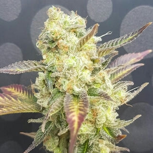 Lineage Genetics - Banana Sherbet x Chocolate
