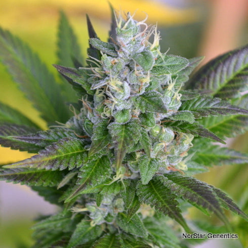 Norstar Genetics - Banana D