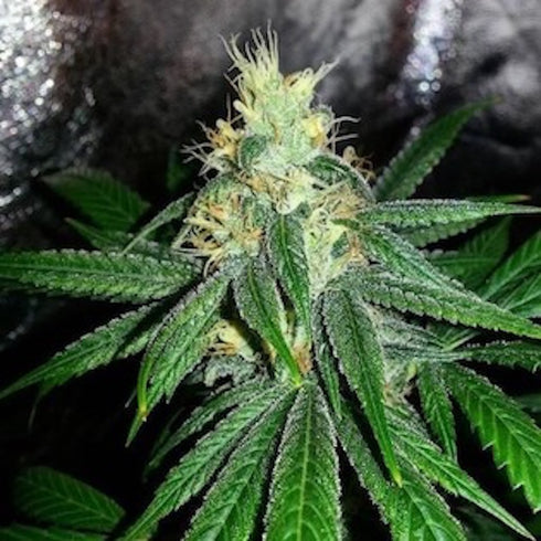 Grand Daddy Purple - Berry Larry