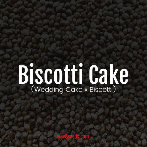 Elev8 Seeds - Biscotti Cake