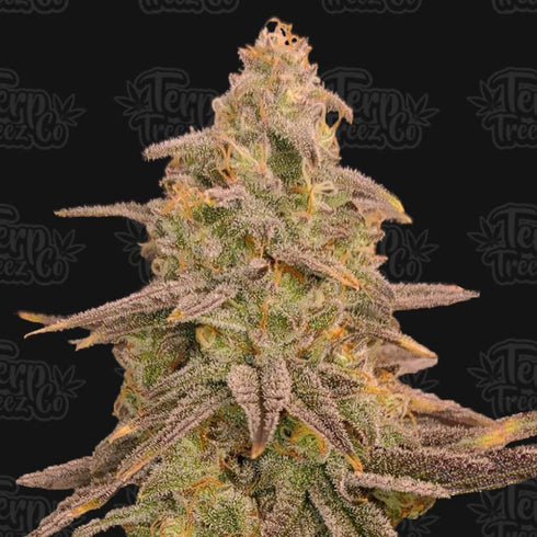 Terp Treez Co - Bizcoffi