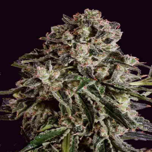 Sagarmatha Seeds - BubbleBerry