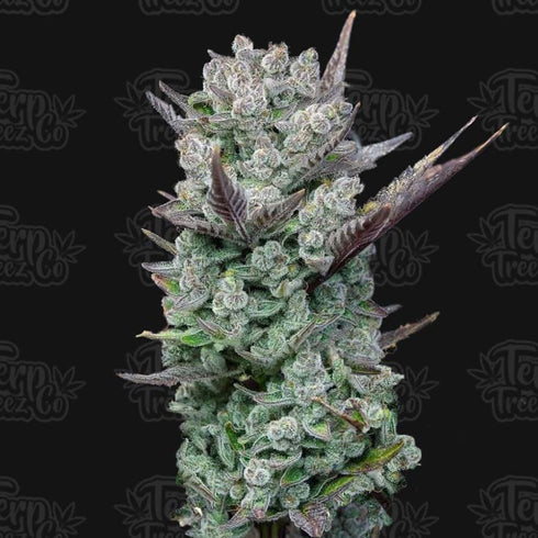 Terp Treez Co - Blue Nerdz