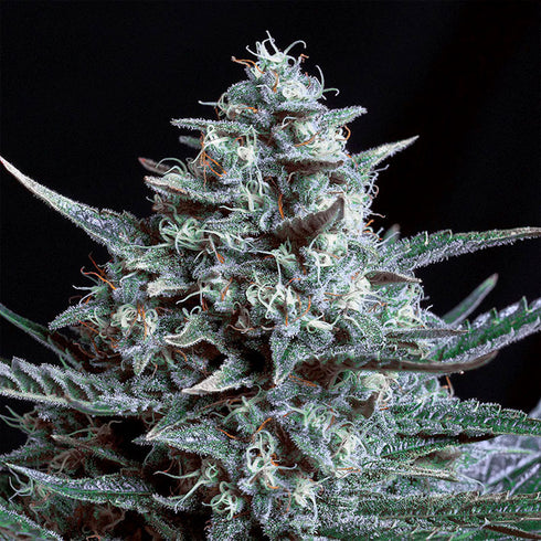 Genehtik Seeds - Blubonik