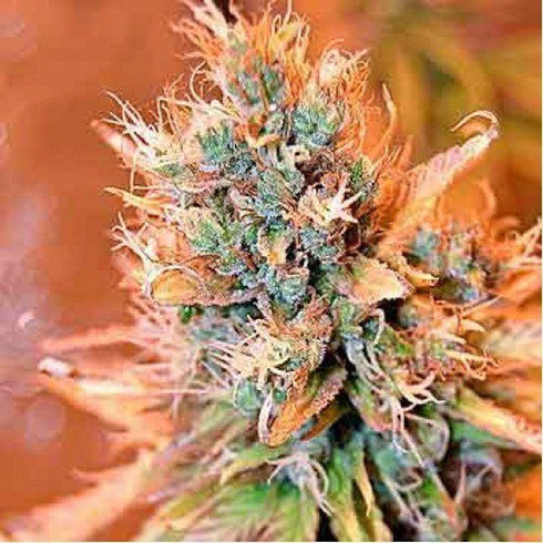 Spliff Seeds - Blue Medi Kush