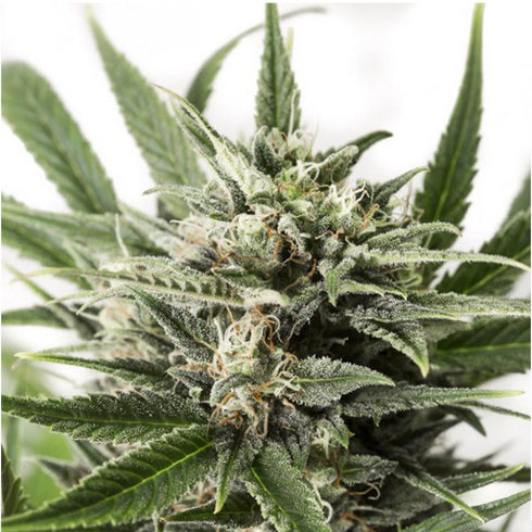 Dinafem Seeds - Blue Amnesia XXL Auto