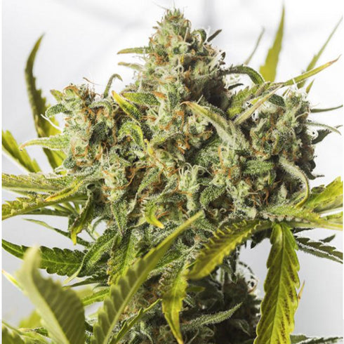 Dinafem Seeds - Blue Critical Auto