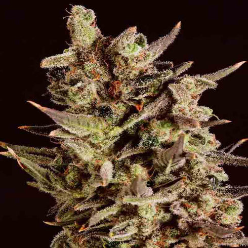 Super CBDx - Blueberry Headband x SCBDX