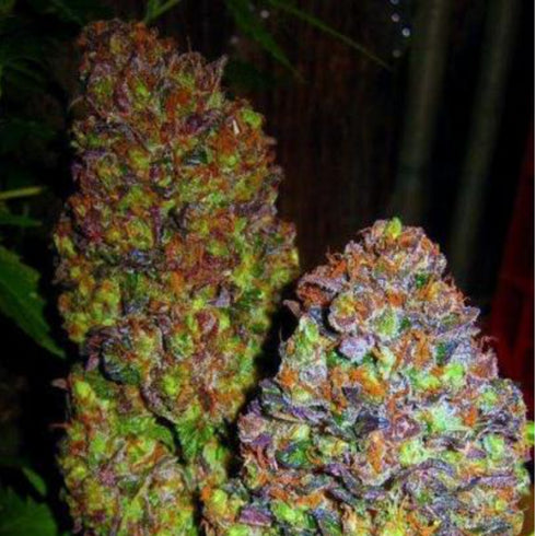 Phoenix Seeds - Blueberry