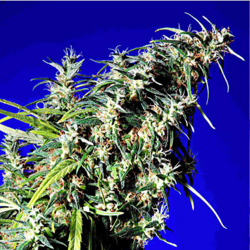 Delta 9 Labs - Brainstorm Haze X G13