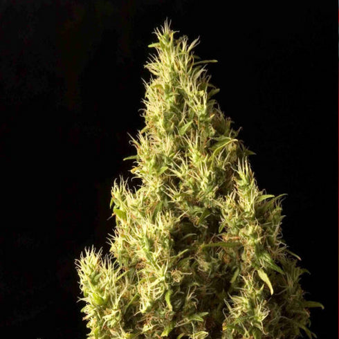 Delta 9 Labs - Brainstorm Haze