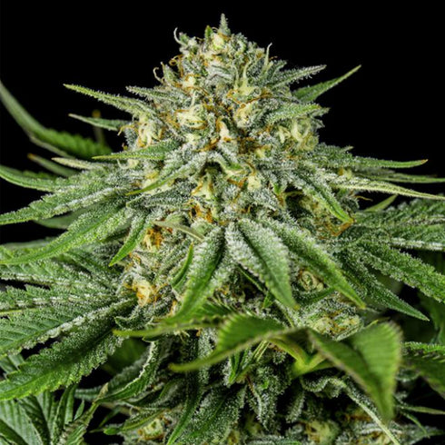 Dinafem Seeds - Bubba Kush CBD