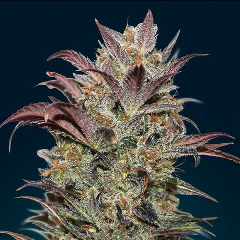 00 Seeds - Bubble Gum CBD