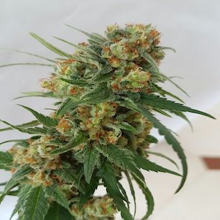 Lineage Genetics - C99