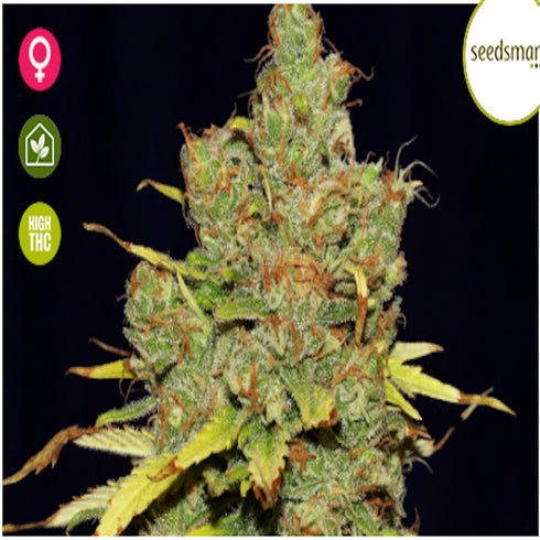 Seedsman - C99 x Blueberry FAST