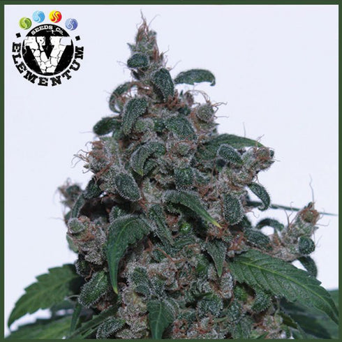 V Elementum Seeds - Caseus