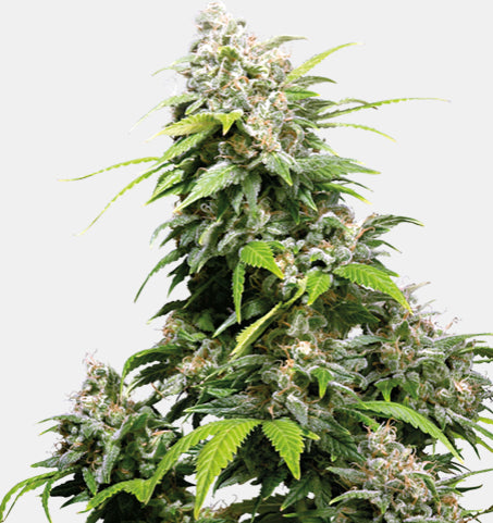 Sensi Seeds - California Indica