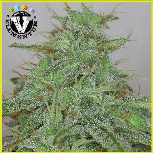 V Elementum Seeds - Candy Fruit Auto