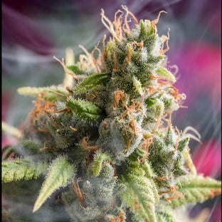 Homegrown Natural Wonders - Canna - Wreck