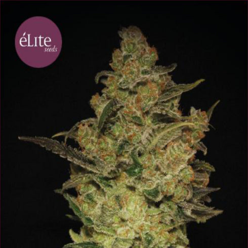 Elite Seeds - Caprichosa Thai