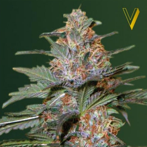 Victory Seeds - Caramelino Auto